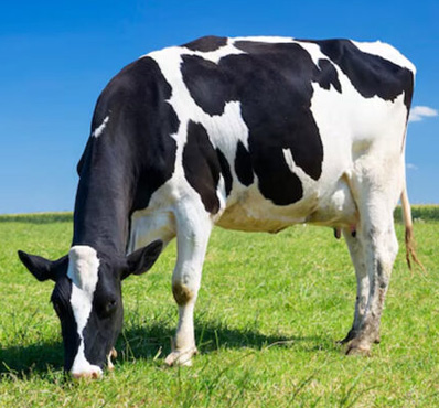 CARRING FOR EVERY ANIMALS