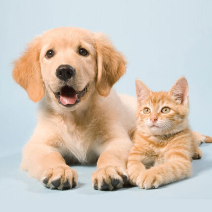 Pet Supplements
