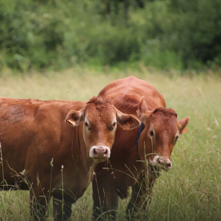 Ruminants