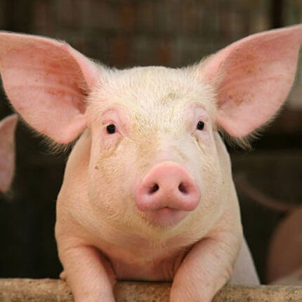 Swine